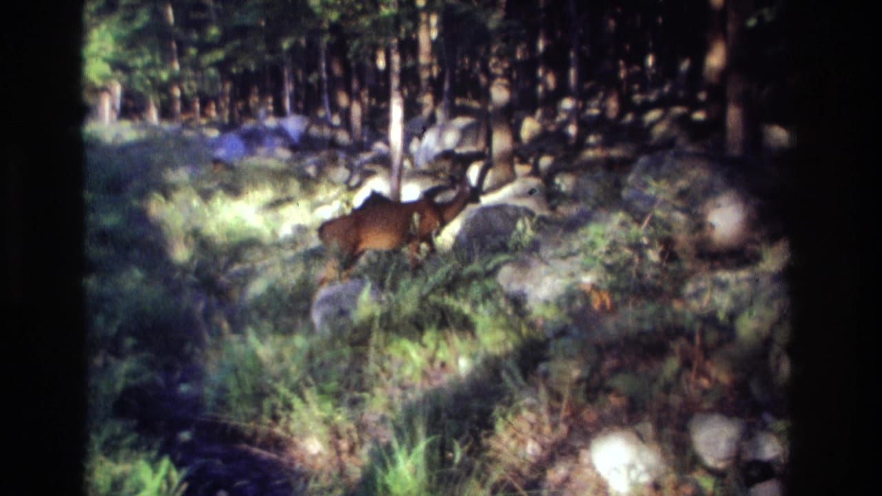 Deer standing among rocks and trees in a shaded forest clearing.