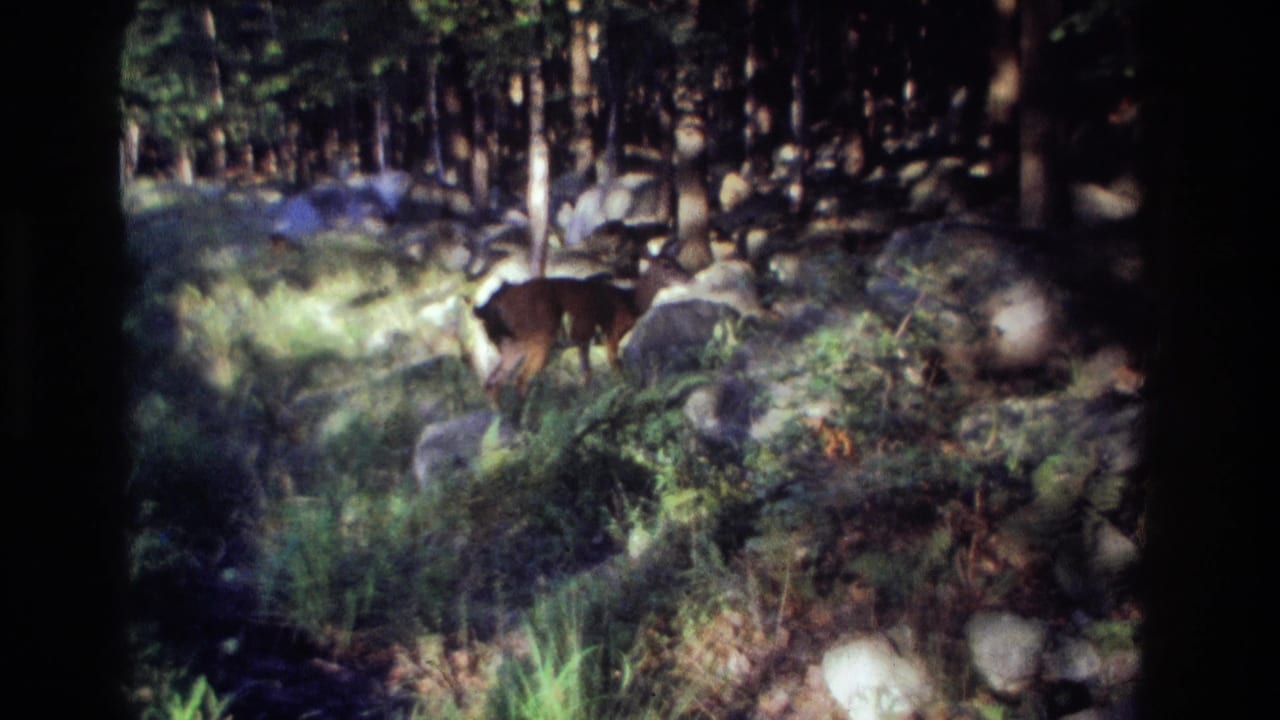 Deer walking through a rocky wooded area with trees in the background.