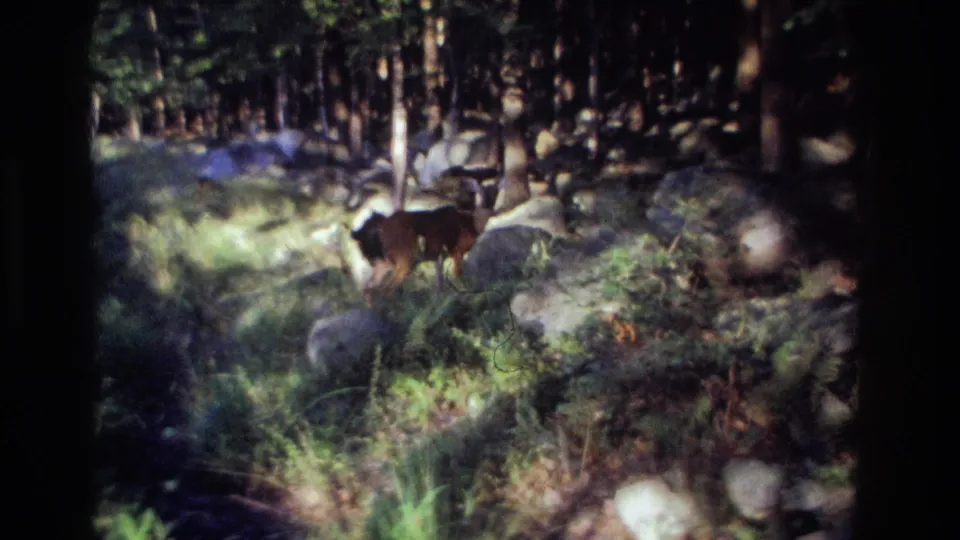 Soft 8mm frame of a deer in rocky woodland, with dense trees behind it and heavy shadow across the foreground.