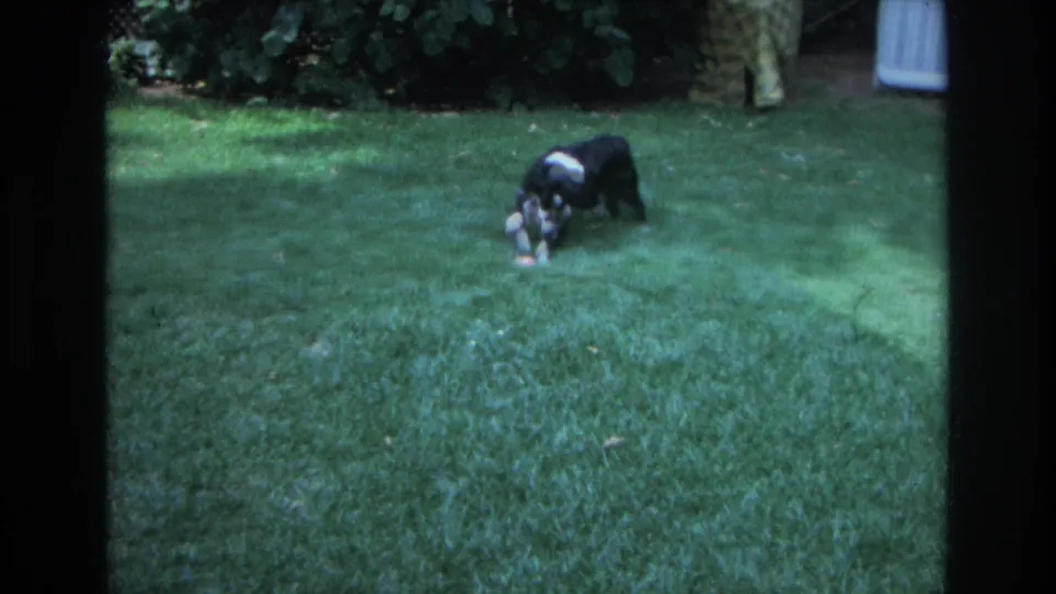 1968 Ocean City home-movie frame showing a black and white dog bending toward a ball on a sunlit green lawn.