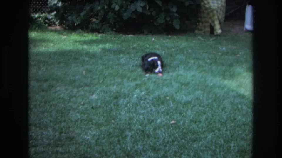 1968 Ocean City home-movie frame with a black and white dog playing near a ball on a green lawn bordered by shrubs.