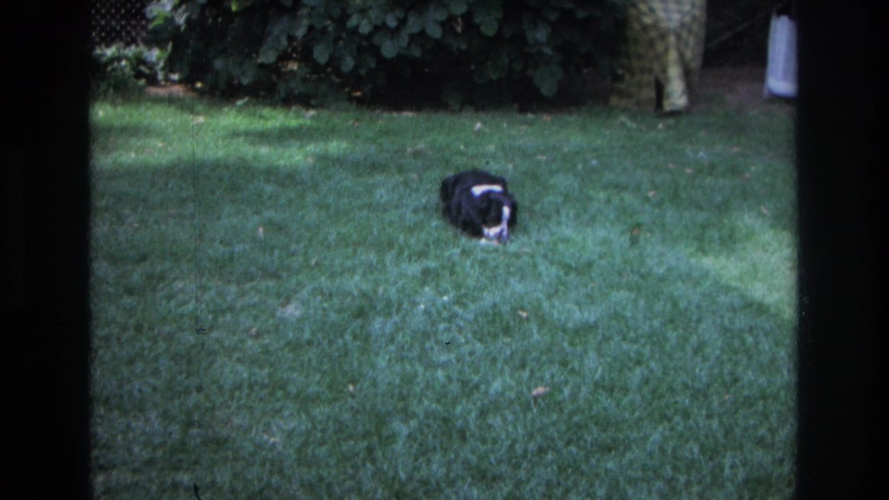 In supported 1968 Ocean City home-movie footage, a black-and-white dog lies on a backyard lawn near dense shrubs.