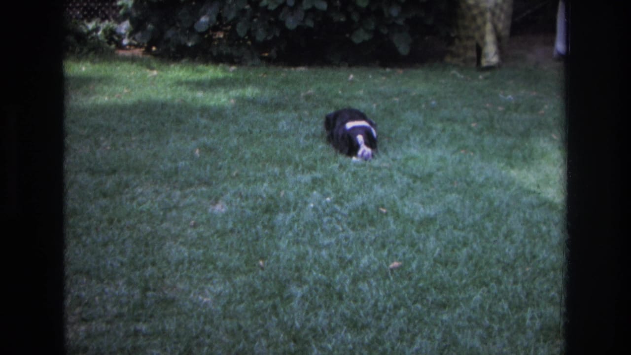 The black-and-white dog remains on the grass in the Ocean City backyard, head lowered as it focuses on something near its paws.