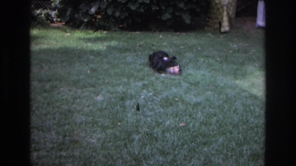 The dog lies on the lawn with a pale object near its mouth, consistent with the clip description of chewing a bone outdoors.