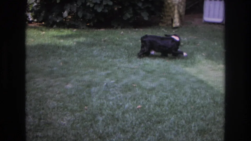 The dog has shifted sideways on the backyard lawn, with shrubs and a pale vertical edge visible behind it in the 8mm frame.