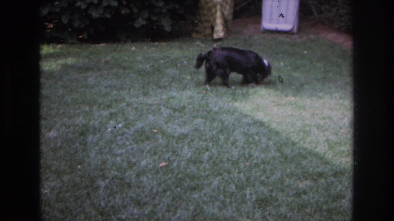 Black and white sheepdog sniffing grass in a backyard.