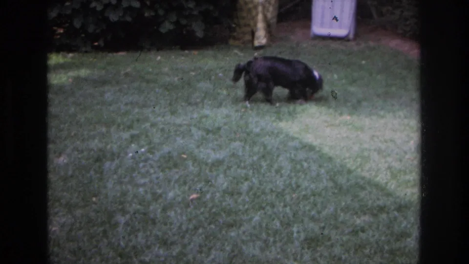 Black and white sheepdog on a grassy backyard in Ocean City, New Jersey, 1968, with bushes and a white lawn chair behind it.