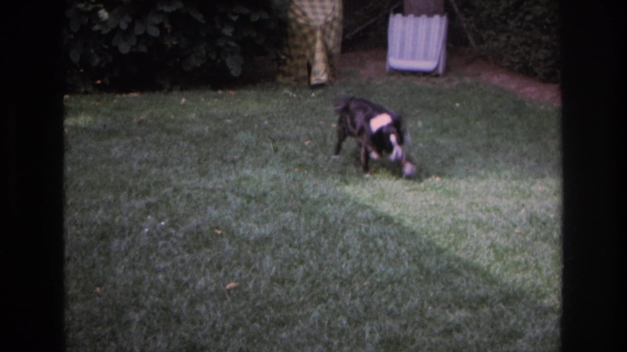 A black and white sheepdog runs over a backyard lawn toward the camera in the 1968 Ocean City home-movie footage.