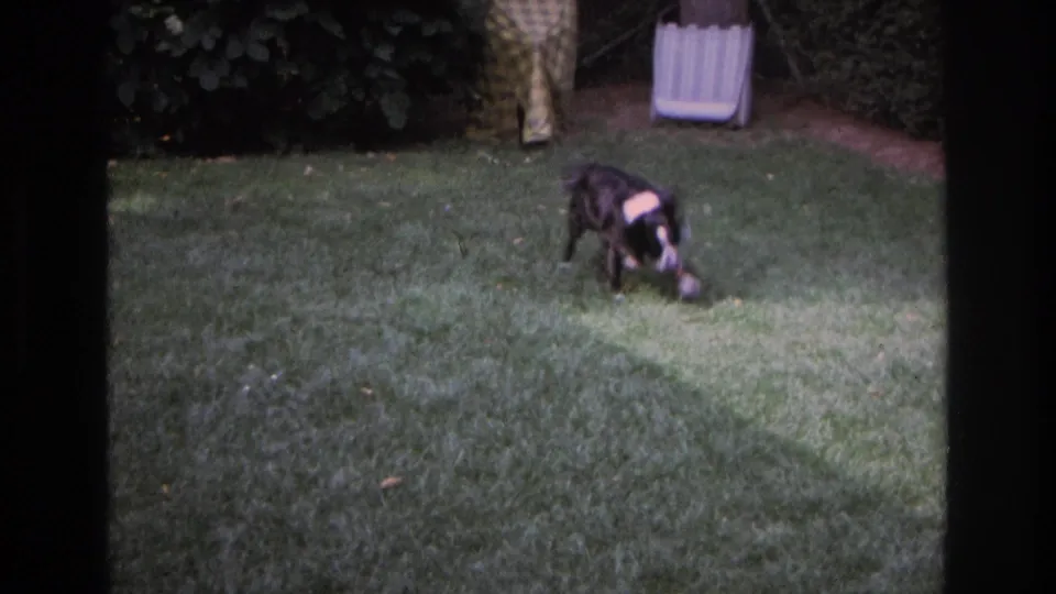 A black and white sheepdog runs over a backyard lawn toward the camera in the 1968 Ocean City home-movie footage.