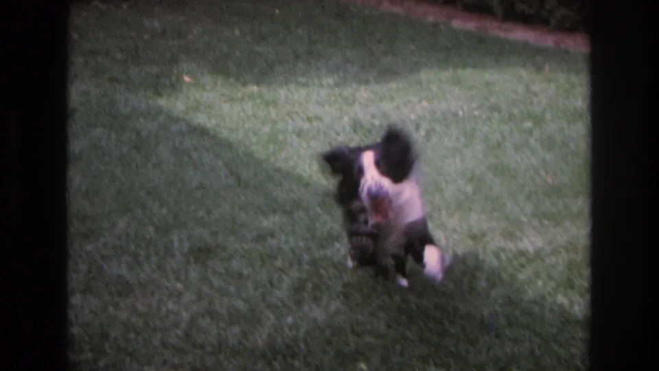 The sheepdog reaches the foreground on the grass, slightly blurred by motion in the Ocean City, New Jersey home movie.