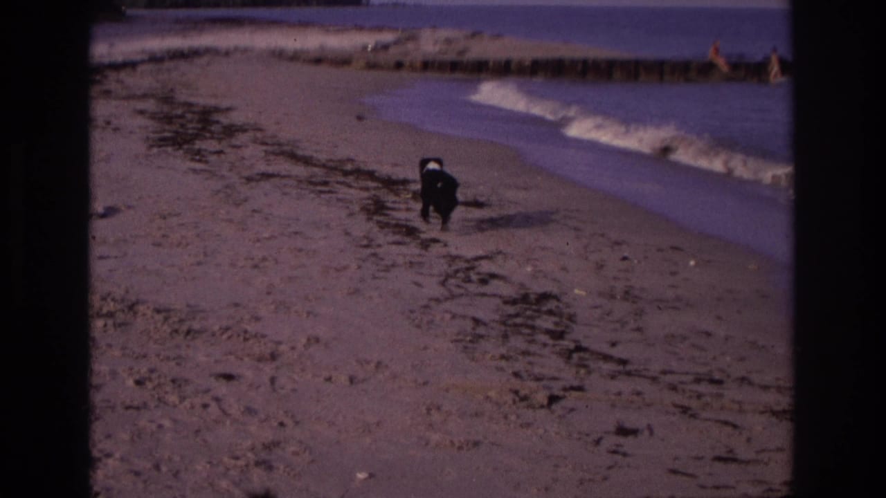 Black dog running along sandy beach near waves and a wooden jetty.