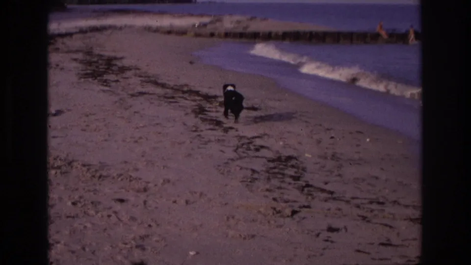 Black dog with a white patch runs on the Ocean City shoreline near small waves, a wooden jetty, and distant beachgoers.