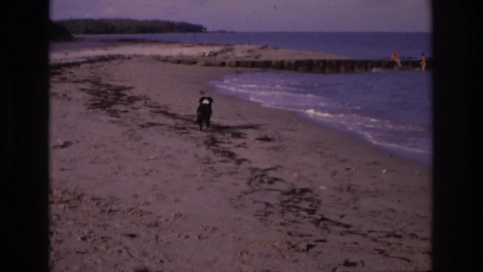 Black dog crosses the sandy Ocean City beach toward the water, with the surf, jetty, and distant shoreline behind it.