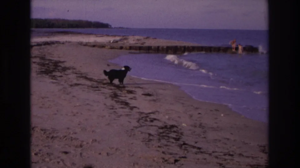 The dog pauses near the Ocean City waterline while small waves break beside the wooden jetty and distant people remain in the surf.