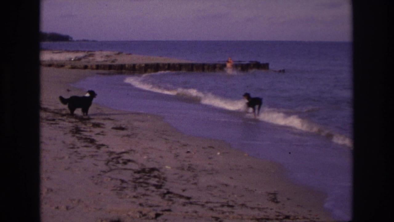 1968 Ocean City, New Jersey beach scene with two dogs near the surf and a swimmer by a wooden jetty in the distance.