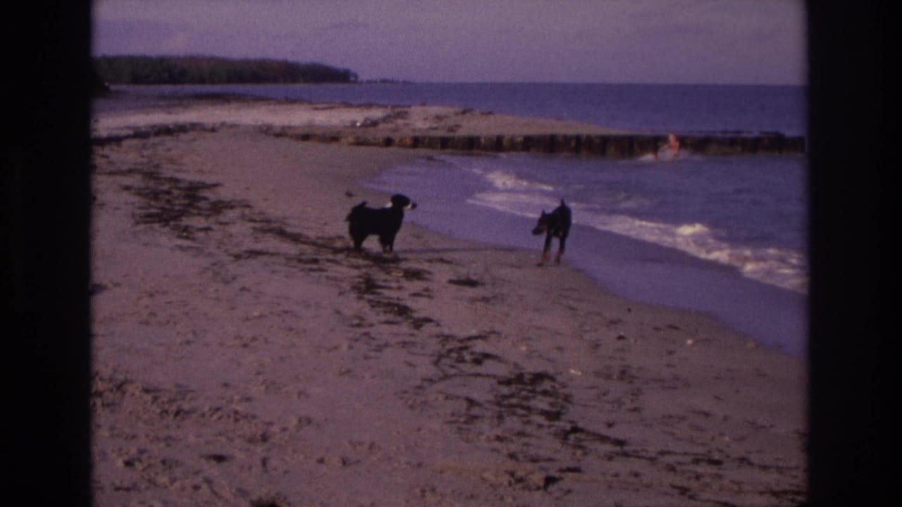 Two dogs play along the Ocean City shoreline in 1968, with surf, wet sand, and a swimmer near the jetty behind them.