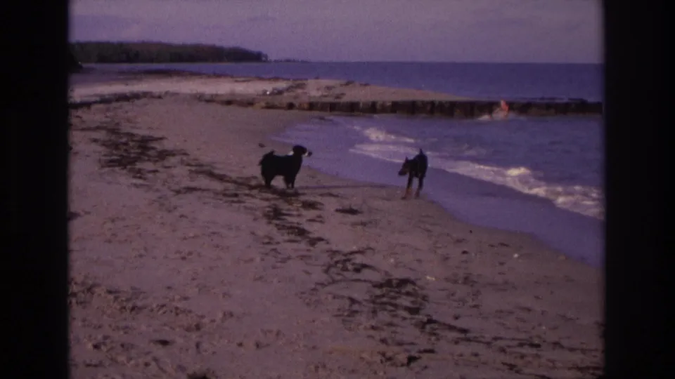 Two dogs play along the Ocean City shoreline in 1968, with surf, wet sand, and a swimmer near the jetty behind them.