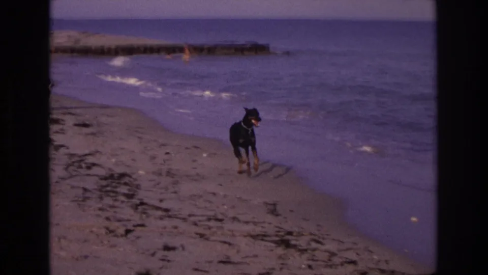 A black dog runs along the surf edge in this 1968 Ocean City home-movie frame, with water and a jetty visible behind it.