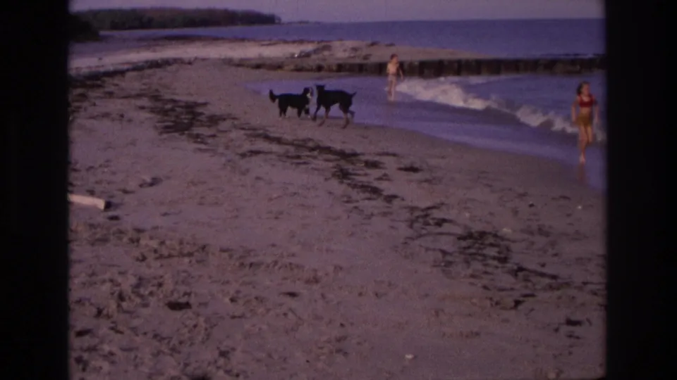 Two dogs stand on the Ocean City beach in 1968 while people are visible in and near the surf beside a wooden jetty.