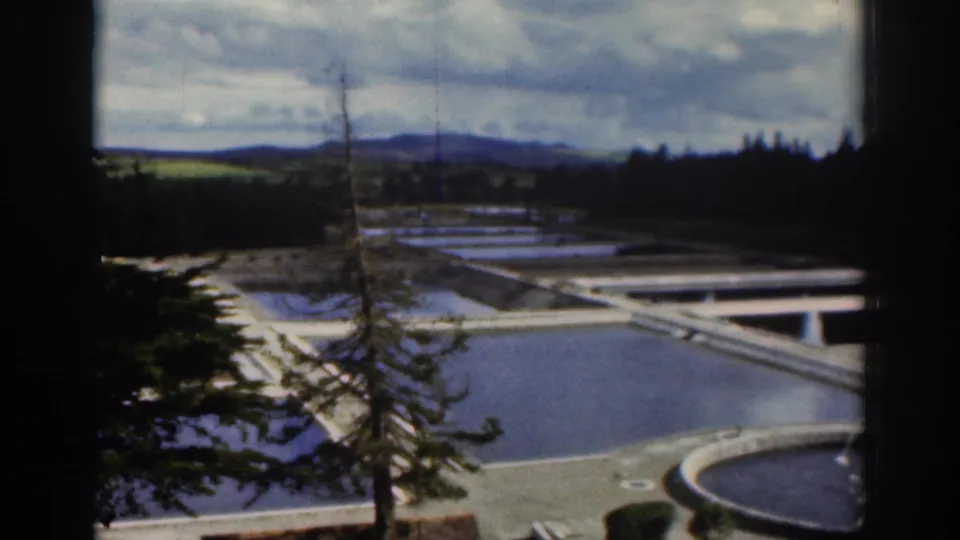 1961 Dublin waterworks scene with a tall foreground tree, rectangular basins, a circular pool, paved paths, and distant countryside.