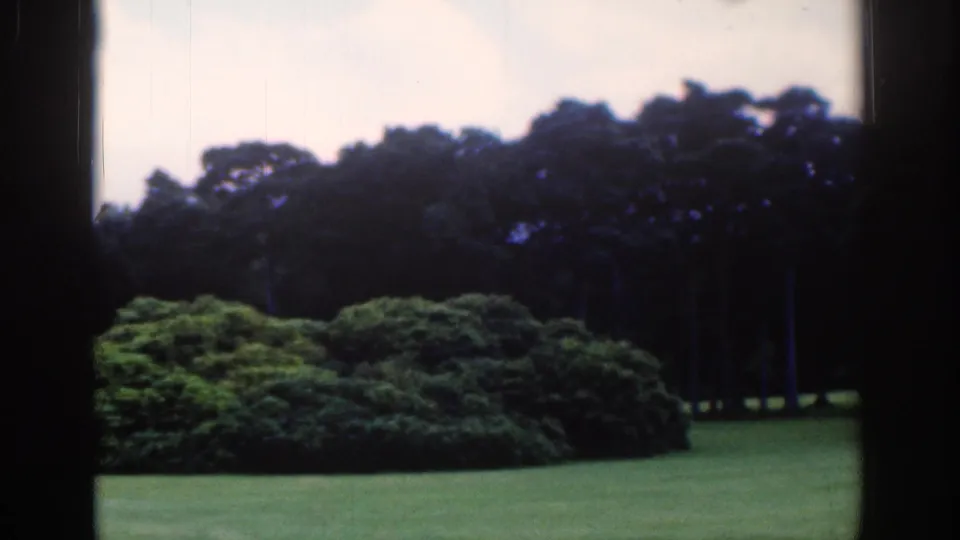 Final frame of the Dublin park scene holds on shrubs, grass, and a dark tree line, with no person clearly visible in this still.