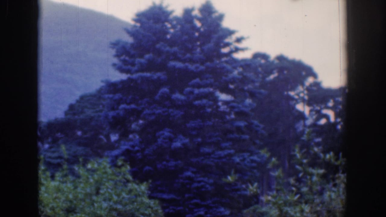 Large conifer and surrounding trees with a hillside in the background.