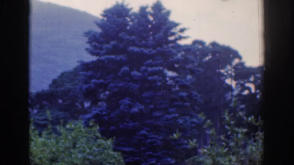 Dublin-area 1961 home-movie view of a large conifer, nearby trees, garden planting, and a muted hillside beyond.
