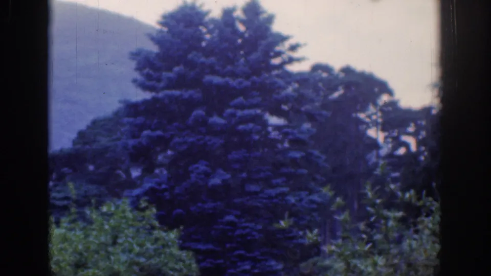 1961 Dublin-area landscape frame centered on a dark conifer, with shrubs, surrounding trees, and a hazy hill behind it.