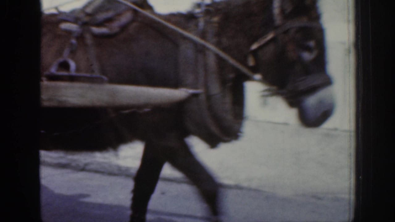 Mule in harness pulling a wooden cart along a paved street.