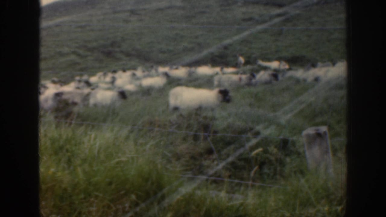 1961 Ireland home-movie frame showing sheep scattered across pasture behind wire fencing on a green hillside.
