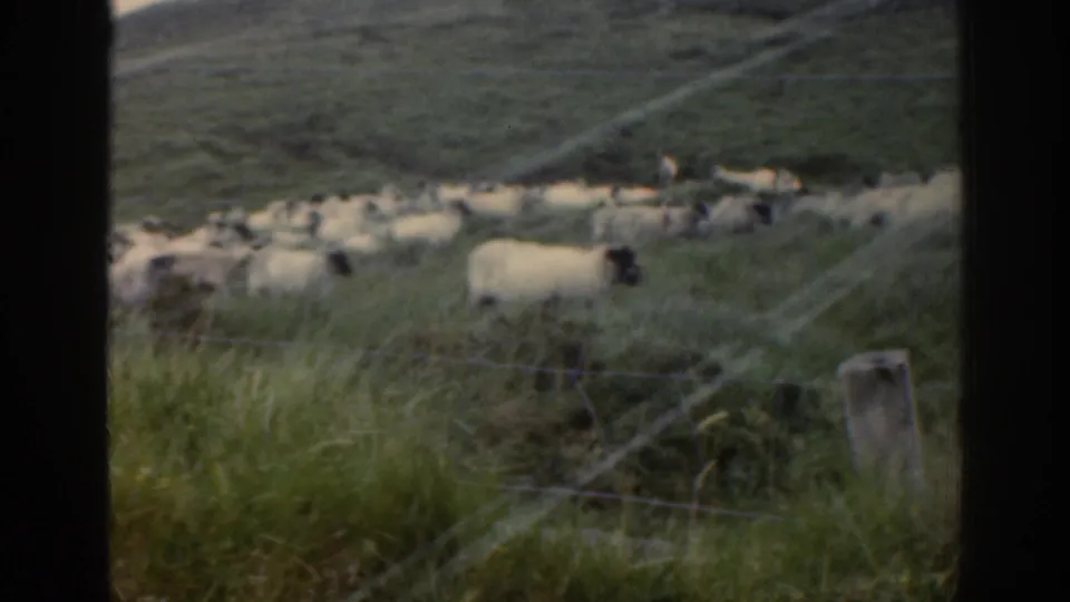 1961 Ireland home-movie frame showing sheep scattered across pasture behind wire fencing on a green hillside.