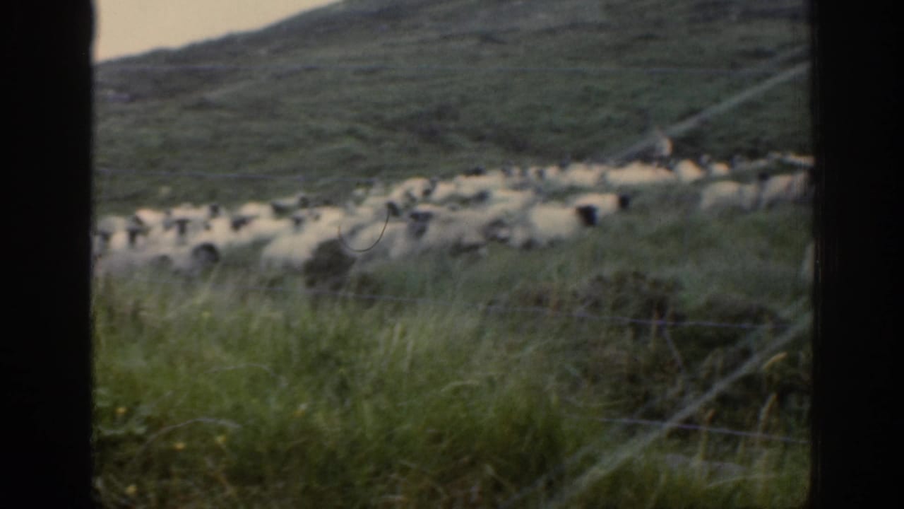 1961 Ireland rural frame with a flock of sheep in pasture, foreground grass, fencing, and a green hillside beyond.