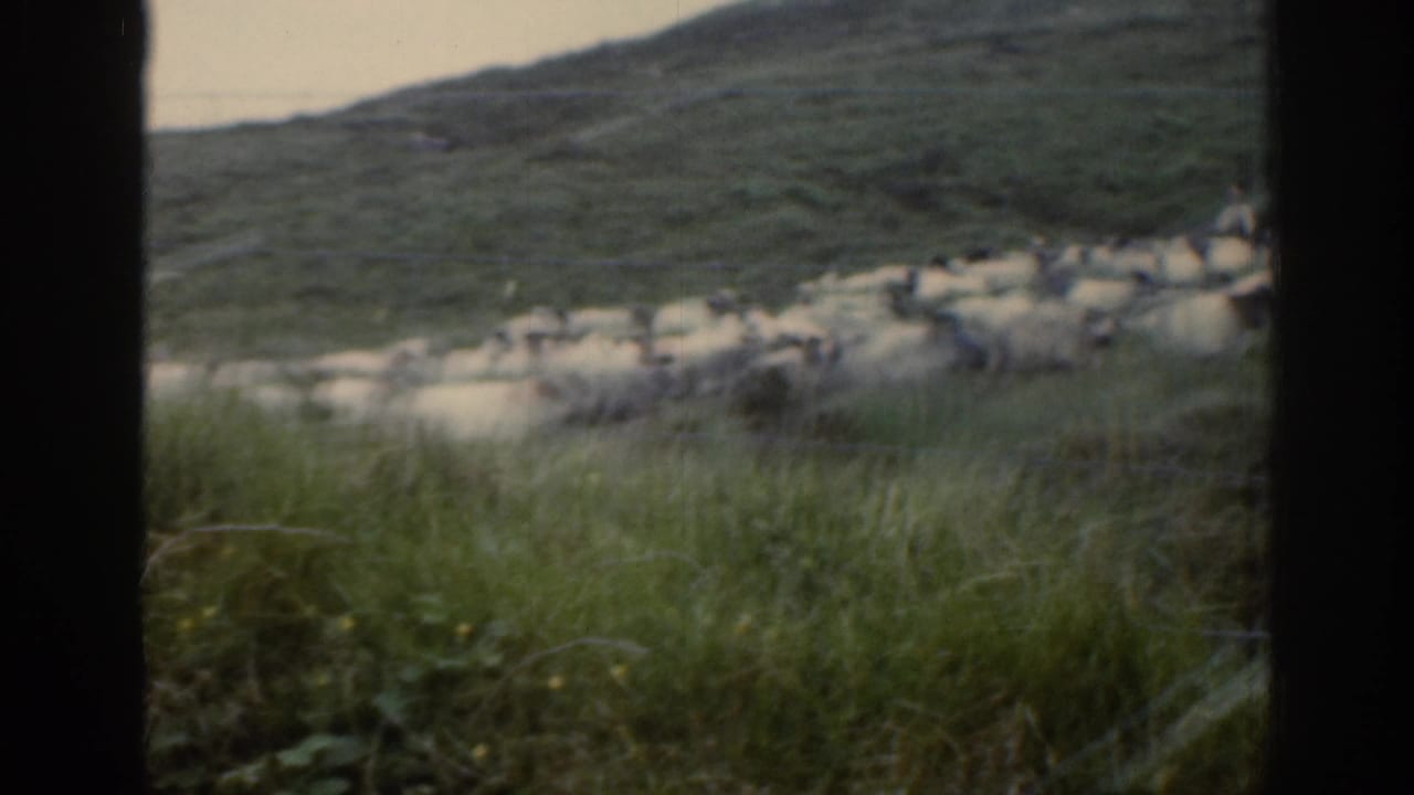 Sheep graze on a green hillside seen through dark window bars.