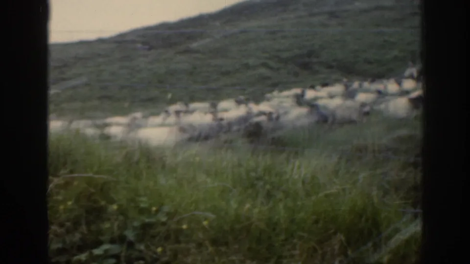 1961 Ireland home-movie frame showing sheep in a green pasture, viewed through a dark window frame.