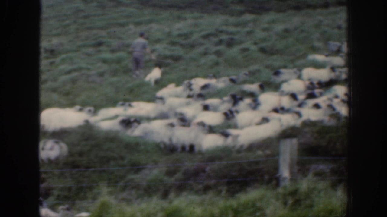 A soft 8mm frame from Ireland shows sheep near fencing and a distant adult guiding the flock on a grassy slope.