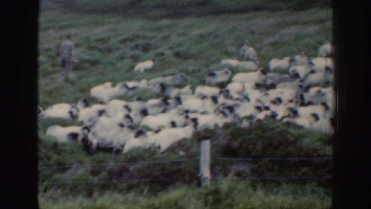 1961 Ireland home-movie frame showing sheep clustered on a grassy hillside with a shepherd in light clothing nearby and fence posts in front.