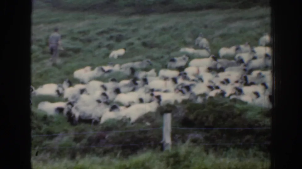 1961 Ireland home-movie frame showing sheep clustered on a grassy hillside with a shepherd in light clothing nearby and fence posts in front.