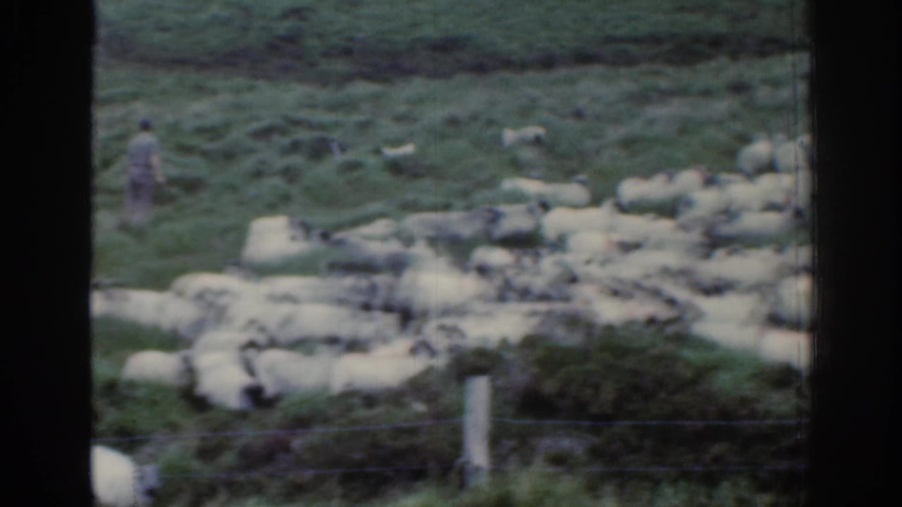 A flock of sheep moves across grass while a shepherd stands on the slope.
