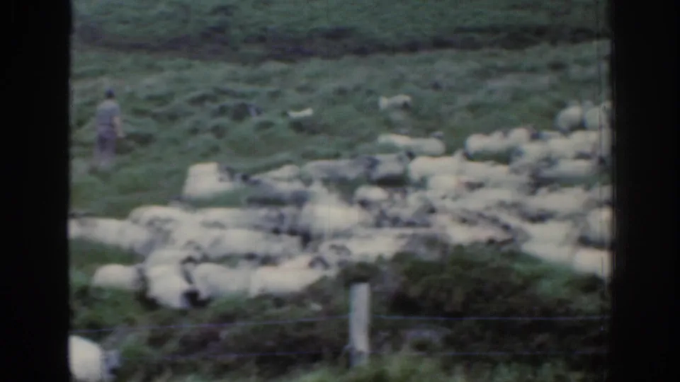 1961 Ireland frame with sheep spread across a green mountain slope, a shepherd in light clothing, and the dark border of the filmed frame.