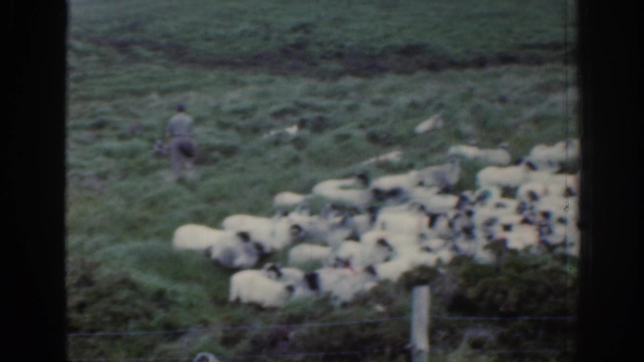 1961 Ireland home-movie frame showing a shepherd walking on a green hillside while sheep bunch near a fence in the foreground.