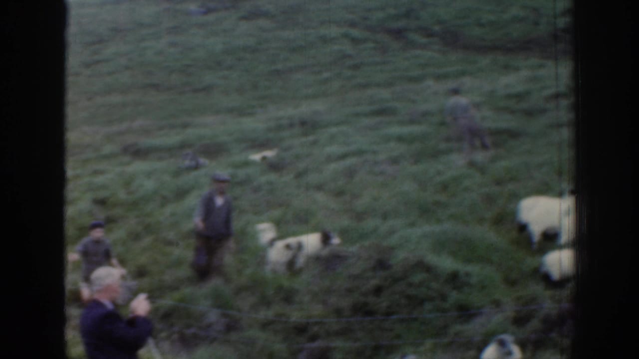 1961 Ireland frame showing a shepherd with a walking stick, another man nearby, sheep, and a black-and-white herding dog on open pasture.