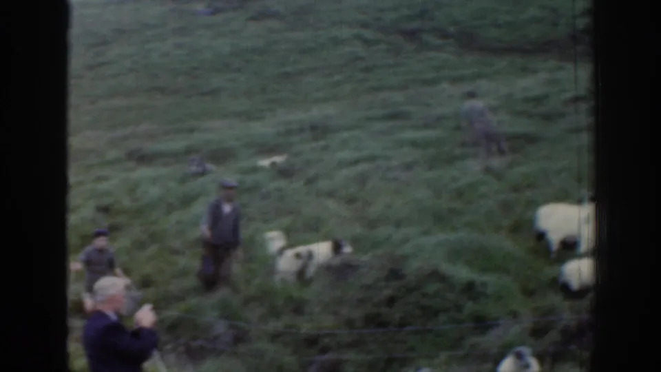 1961 Ireland frame showing a shepherd with a walking stick, another man nearby, sheep, and a black-and-white herding dog on open pasture.