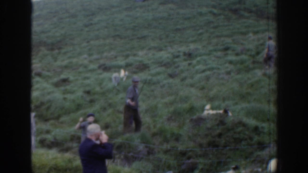 1961 Ireland home-movie frame showing men in caps, a herding dog, and sheep on a green hillside behind a wire fence.