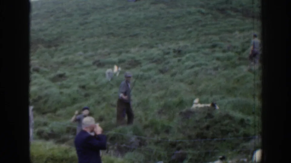 1961 Ireland home-movie frame showing men in caps, a herding dog, and sheep on a green hillside behind a wire fence.