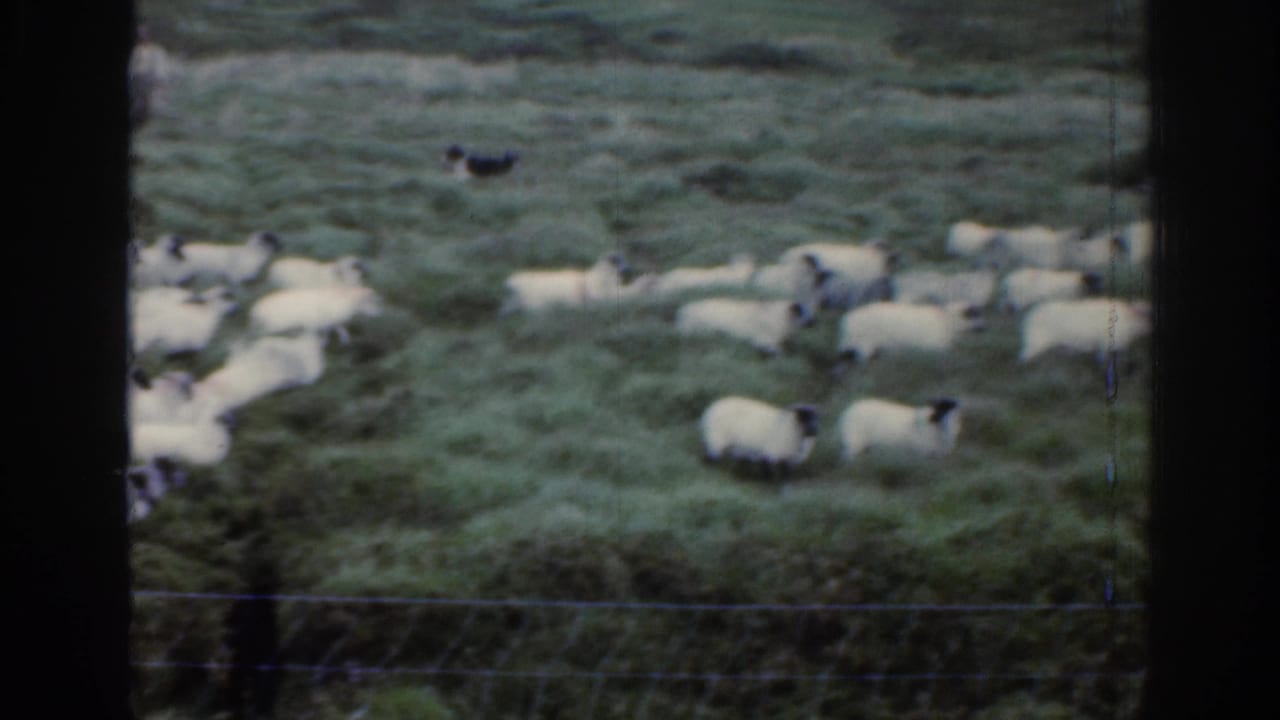 Flock of sheep spread across a grassy hillside with a person and dog nearby.