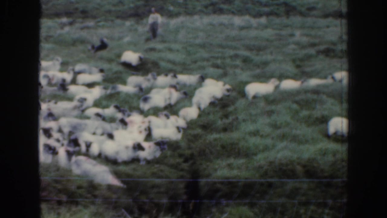 1961 Ireland home-movie frame showing a sheep flock gathered on rough pasture, with a distant handler and dog on the hillside.