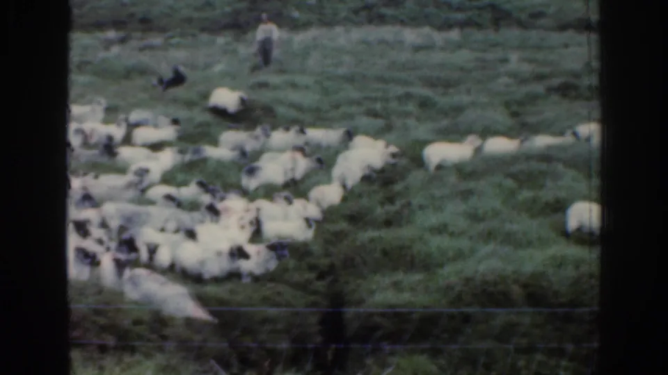 1961 Ireland home-movie frame showing a sheep flock gathered on rough pasture, with a distant handler and dog on the hillside.