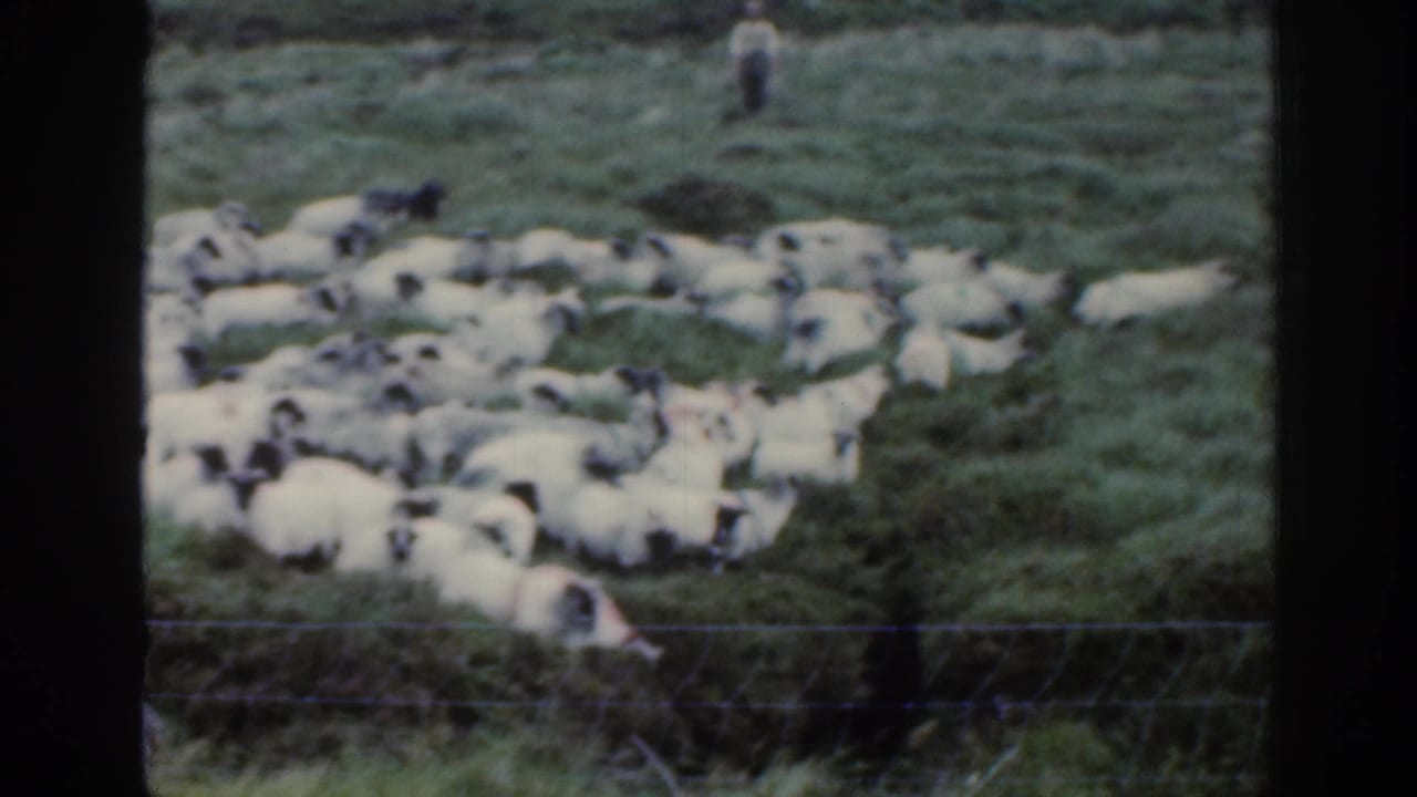 1961 Ireland rural frame showing many sheep gathered on open green pasture, with a distant figure standing above the flock.
