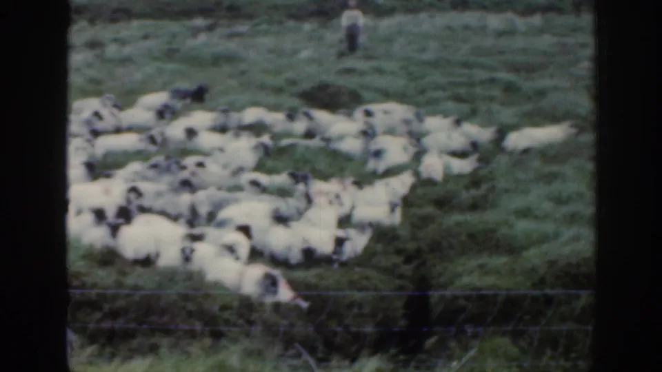 1961 Ireland rural frame showing many sheep gathered on open green pasture, with a distant figure standing above the flock.