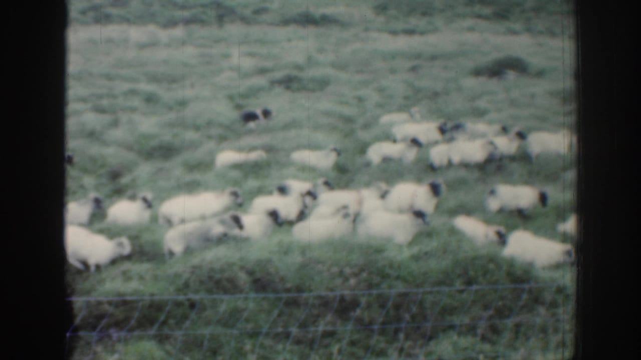1961 Ireland 8mm frame showing sheep grazing and moving through green pasture, seen through a dark window frame with a wire fence in front.